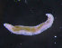  ( - ZMBN_95908)  @11 [ ] CreativeCommons - Attribution Non-Commercial Share-Alike (2015) University of Bergen University of Bergen, Natural History Collections