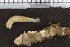  ( - ZMBN_95910)  @12 [ ] CreativeCommons - Attribution Non-Commercial Share-Alike (2015) University of Bergen University of Bergen, Natural History Collections