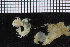  ( - ZMBN_95911)  @12 [ ] CreativeCommons - Attribution Non-Commercial Share-Alike (2015) University of Bergen University of Bergen, Natural History Collections