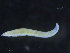  ( - ZMBN_95921)  @11 [ ] CreativeCommons - Attribution Non-Commercial Share-Alike (2015) University of Bergen University of Bergen, Natural History Collections