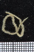  ( - ZMBN_95929)  @11 [ ] CreativeCommons - Attribution Non-Commercial Share-Alike (2015) University of Bergen University of Bergen, Natural History Collections