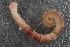  (Nicomachinae - ZMBN_98219)  @13 [ ] CreativeCommons - Attribution Non-Commercial Share-Alike (2015) University of Bergen University of Bergen, Natural History Collection
