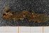  ( - ZMBN_98222)  @11 [ ] CreativeCommons - Attribution Non-Commercial Share-Alike (2015) University of Bergen University of Bergen, Natural History Collection