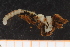  ( - ZMBN_98223)  @11 [ ] CreativeCommons - Attribution Non-Commercial Share-Alike (2015) University of Bergen University of Bergen, Natural History Collection