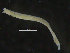  ( - ZMBN_98233)  @11 [ ] CreativeCommons - Attribution Non-Commercial Share-Alike (2015) University of Bergen University of Bergen, Natural History Collection