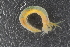  ( - ZMBN_98235)  @11 [ ] CreativeCommons - Attribution Non-Commercial Share-Alike (2015) University of Bergen University of Bergen, Natural History Collection