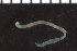  (Praxillella sp. jak-d - ZMBN_98240)  @11 [ ] CreativeCommons - Attribution Non-Commercial Share-Alike (2015) University of Bergen University of Bergen, Natural History Collection