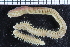  ( - ZMBN_98245)  @11 [ ] CreativeCommons - Attribution Non-Commercial Share-Alike (2015) University of Bergen University of Bergen, Natural History Collection
