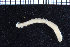  (Laonome kroyeri - ZMBN_98262)  @11 [ ] CreativeCommons - Attribution Non-Commercial Share-Alike (2015) University of Bergen University of Bergen, Natural History Collection