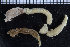  ( - ZMBN_98263)  @11 [ ] CreativeCommons - Attribution Non-Commercial Share-Alike (2015) University of Bergen University of Bergen, Natural History Collection