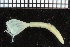  (Chone kroyerii - ZMBN_98275)  @11 [ ] CreativeCommons - Attribution Non-Commercial Share-Alike (2015) University of Bergen University of Bergen, Natural History Collection