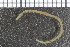 ( - ZMBN_98276)  @12 [ ] CreativeCommons - Attribution Non-Commercial Share-Alike (2015) University of Bergen University of Bergen, Natural History Collection