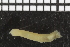  ( - ZMBN_98286)  @11 [ ] CreativeCommons - Attribution Non-Commercial Share-Alike (2015) University of Bergen University of Bergen, Natural History Collection