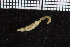  ( - ZMBN_98293)  @11 [ ] CreativeCommons - Attribution Non-Commercial Share-Alike (2015) University of Bergen University of Bergen, Natural History Collection