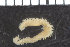  (Trypanosyllis cf. coeliaca - ZMBN_98294)  @11 [ ] CreativeCommons - Attribution Non-Commercial Share-Alike (2015) University of Bergen University of Bergen, Natural History Collection