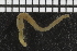  ( - ZMBN_98306)  @11 [ ] CreativeCommons - Attribution Non-Commercial Share-Alike (2015) University of Bergen University of Bergen, Natural History Collection