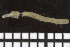  (Myriochele olgae - ZMBN_98309)  @11 [ ] CreativeCommons - Attribution Non-Commercial Share-Alike (2015) University of Bergen University of Bergen, Natural History Collection