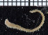  ( - ZMBN_98505)  @12 [ ] CreativeCommons - Attribution Non-Commercial Share-Alike (2015) UoB, Norway University of Bergen, Natural History Collections