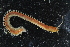  ( - ZMBN_98507)  @12 [ ] CreativeCommons - Attribution Non-Commercial Share-Alike (2015) UoB, Norway University of Bergen, Natural History Collections