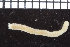  (Chone cf. longicirrata - ZMBN_98550)  @11 [ ] CreativeCommons - Attribution Non-Commercial Share-Alike (2015) UoB, Norway University of Bergen, Natural History Collections