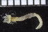  ( - ZMBN_98561)  @11 [ ] CreativeCommons - Attribution Non-Commercial Share-Alike (2015) UoB, Norway University of Bergen, Natural History Collections