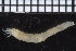  ( - ZMBN_98562)  @11 [ ] CreativeCommons - Attribution Non-Commercial Share-Alike (2015) UoB, Norway University of Bergen, Natural History Collections