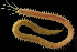  ( - ZMBN_104731)  @11 [ ] CreativeCommons - Attribution Non-Commercial Share-Alike (2015) UoB, Norway University of Bergen, Natural History Collections