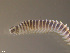  ( - TB33)  @11 [ ] CreativeCommons - Attribution Non-Commercial Share-Alike (2012) NTNU Vitenskapsmuseet NTNU Museum of Natural History and Archaeology
