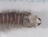  ( - TB34)  @12 [ ] CreativeCommons - Attribution Non-Commercial Share-Alike (2012) NTNU Vitenskapsmuseet NTNU Museum of Natural History and Archaeology