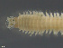  ( - TB352)  @11 [ ] CreativeCommons - Attribution Non-Commercial Share-Alike (2012) NTNU Vitenskapsmuseet NTNU Museum of Natural History and Archaeology