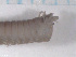  ( - TB354)  @12 [ ] CreativeCommons - Attribution Non-Commercial Share-Alike (2012) NTNU Vitenskapsmuseet NTNU Museum of Natural History and Archaeology