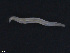  ( - TB570)  @11 [ ] CreativeCommons - Attribution Non-Commercial Share-Alike (2012) NTNU Vitenskapsmuseet NTNU Museum of Natural History and Archaeology