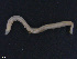  ( - TB577)  @14 [ ] CreativeCommons - Attribution Non-Commercial Share-Alike (2012) NTNU Vitenskapsmuseet NTNU Museum of Natural History and Archaeology