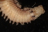  ( - ECOSUR-OH-0930)  @11 [ ] CreativeCommons  Attribution Non-Commercial (by-nc) (2016) Unspecified Unspecified