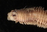  ( - ECOSUR-OH-0932)  @11 [ ] CreativeCommons  Attribution Non-Commercial (by-nc) (2016) Unspecified Unspecified