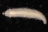  (Nereis allenae - ECOSUR-OH-0935)  @11 [ ] CreativeCommons  Attribution Non-Commercial (by-nc) (2016) Unspecified Unspecified