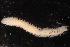  ( - ECOSUR-OH-0936)  @11 [ ] CreativeCommons  Attribution Non-Commercial (by-nc) (2016) Unspecified Unspecified