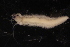  ( - ECOSUR-OH-0945)  @11 [ ] CreativeCommons  Attribution Non-Commercial (by-nc) (2016) Unspecified Unspecified
