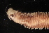  ( - ECOSUR-OH-0948)  @11 [ ] CreativeCommons  Attribution Non-Commercial (by-nc) (2016) Unspecified Unspecified
