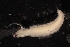  ( - ECOSUR-OH-0950)  @11 [ ] CreativeCommons  Attribution Non-Commercial (by-nc) (2016) Unspecified Unspecified