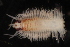  ( - ECOSUR-OH-0956)  @11 [ ] CreativeCommons  Attribution Non-Commercial (by-nc) (2016) Unspecified Unspecified