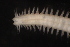  (Namalycastis occulta - ECOSUR-OH-0957)  @11 [ ] CreativeCommons  Attribution Non-Commercial (by-nc) (2016) Unspecified Unspecified