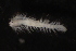  ( - ECOSUR-OH-0960)  @11 [ ] CreativeCommons  Attribution Non-Commercial (by-nc) (2016) Unspecified Unspecified