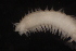  ( - ECOSUR-OH-0962)  @11 [ ] CreativeCommons  Attribution Non-Commercial (by-nc) (2016) Unspecified Unspecified