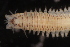  ( - ECOSUR-OH-0963)  @11 [ ] CreativeCommons  Attribution Non-Commercial (by-nc) (2016) Unspecified Unspecified