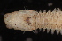  ( - ECOSUR-OH-0964)  @11 [ ] CreativeCommons  Attribution Non-Commercial (by-nc) (2016) Unspecified Unspecified