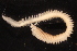  ( - ECOSUR-OH-0967)  @11 [ ] CreativeCommons  Attribution Non-Commercial (by-nc) (2016) Unspecified Unspecified