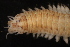  ( - ECOSUR-OH-0968)  @11 [ ] CreativeCommons  Attribution Non-Commercial (by-nc) (2016) Unspecified Unspecified