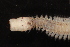  (Nereis cf. oligohalina - ECOSUR-OH-0969)  @11 [ ] CreativeCommons  Attribution Non-Commercial (by-nc) (2016) Unspecified Unspecified