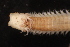  ( - ECOSUR-OH-0970)  @11 [ ] CreativeCommons  Attribution Non-Commercial (by-nc) (2016) Unspecified Unspecified